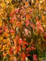 Autumn Pear Tree